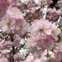ようやく札幌でも桜が満開になりましたね。