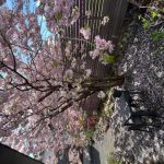 自宅の桜が今年も綺麗に咲いてくれました！！
