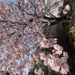 札幌も桜が咲く時期になりましたね。