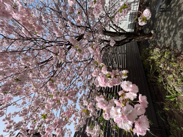 札幌も桜が咲く時期になりましたね。