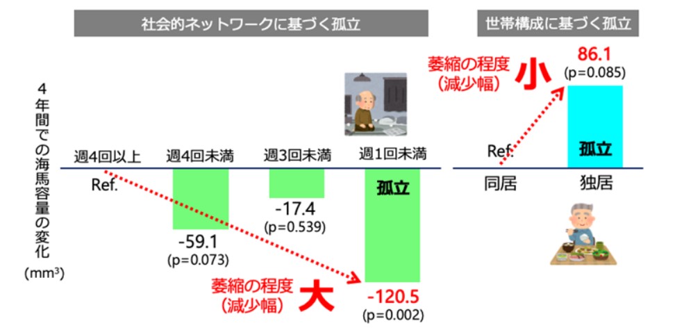 資料提供：希薄な社会的つながり”と”独居”は海馬の萎縮に関連するが、その作用は正反対：孤立のパラドックス