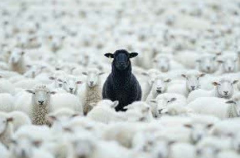 先生ってBlack Sheepですね！