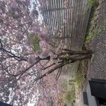 Love spring！！