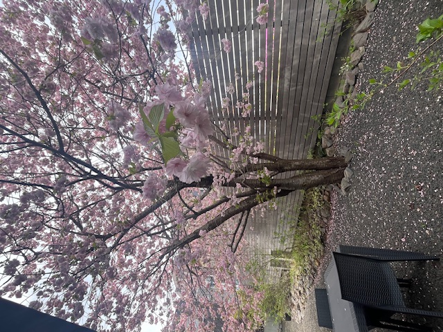 Love spring！！