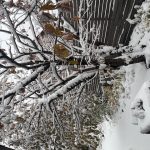 冬を乗り越える覚悟