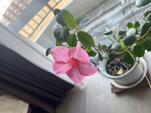 自宅の庭から持ってきた一輪の花が、高齢者住宅での生活での安らぎに・・・