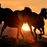 「無事是名馬」は至極の名言・・・開業医になって実感していますね