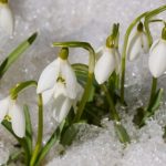 3月も半分を消化。札幌も本格的に春に・・・・