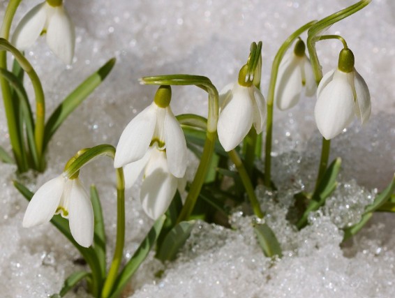 ３月も半分を消化。札幌も本格的に春に・・・・
