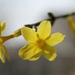 春らしさ、絶賛募集中