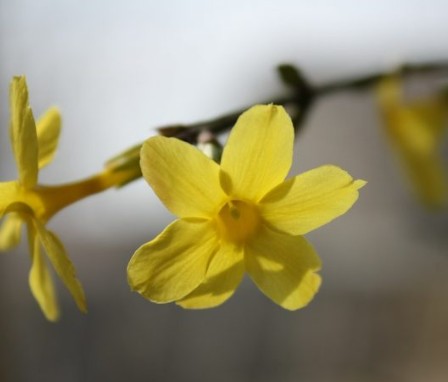 春らしさ、絶賛募集中