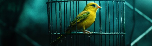 「炭鉱のカナリア」を意識する