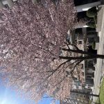 患者さんを外に連れ出して桜鑑賞