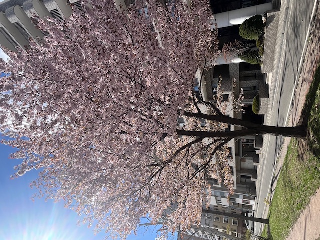 患者さんを外に連れ出して桜鑑賞