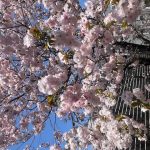 今年も庭の桜が満開に・・・春ですね！