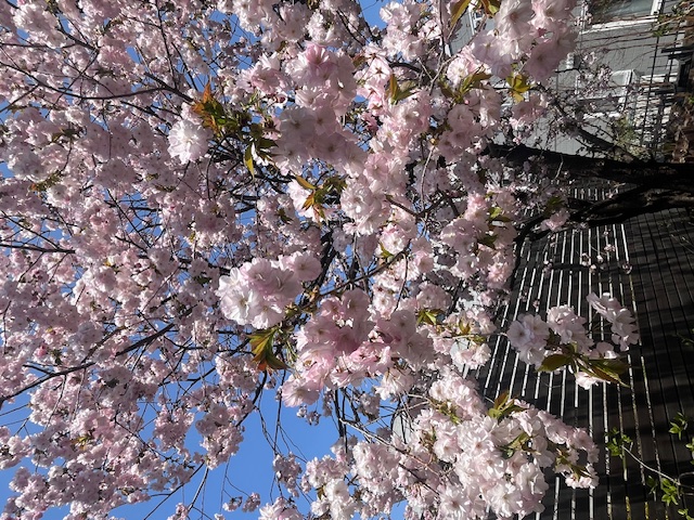 今年も庭の桜が満開に・・・春ですね！