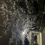 一人、公園で桜を鑑賞しつつ今後について想いを馳せる