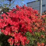初夏の訪れを患者さんとともに楽しむ